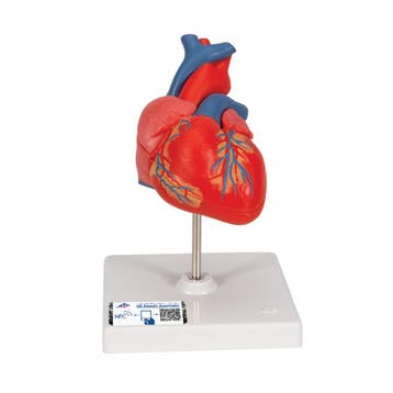 Anatomie model hart, 2-delig, 19x12x12 cm, Nieuw
