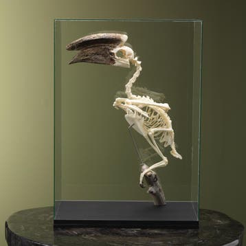 Trompetneushoornvogel M Skelet, Ophalen of Verzenden, Nieuw, Vogel, Opgezet dier