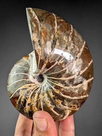Fantastisch nautiloïde fossiel - Gefossiliseerde schelp -, Verzamelen