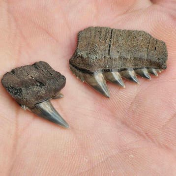 Nice set of fine Fossil Sharks Teeth - Fossiele tanden -