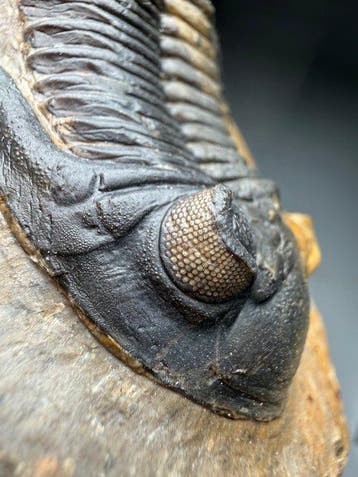 Trilobiet - Fossiel rugschild - Metacanthina issoumourensis