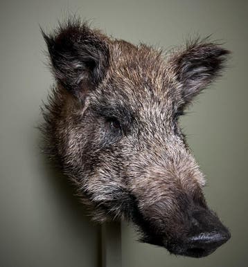 Wild Zwijn Klein Taxidermie Opgezette Dieren By Max, Verzamelen, Dierenverzamelingen, Ophalen of Verzenden, Nieuw, Wild dier, Opgezet dier
