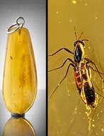 Baltisch barnsteen druppelvormige hanger – WASP-inclusie –