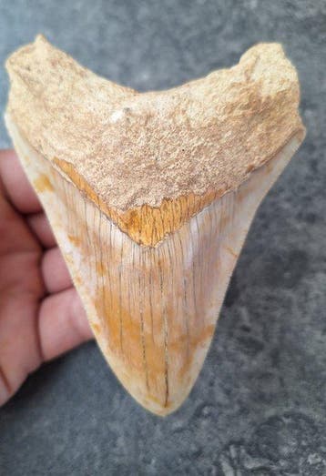 Megalodon - Fossiele tand - 11.4 cm - 9 cm