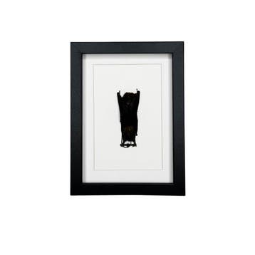 Vleermuis Taxidermie volledige montage - Pipistrellus