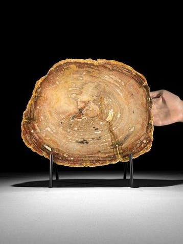 C - Prachtige plak van zeldzaam rood versteend hout op een, Verzamelen, Nieuw