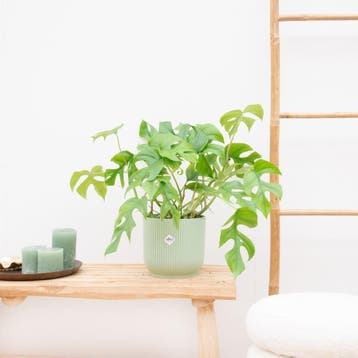 Green Bubble - Monstera Minima - 40cm - Ø12 cm, Huis en Inrichting, Kamerplanten, Ophalen of Verzenden