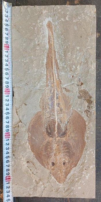 Vis - Fossiele plaatmatrix - Rhinobatos - 44 cm