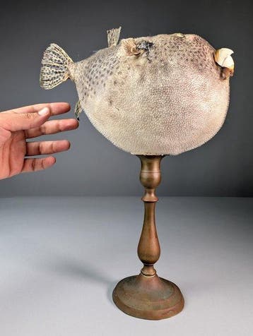 Kogelvis op koperen standaard Taxidermie volledige montage -, Nieuw