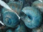 Landsnail small geverfde schelpen Turquoise 250 gram, Ophalen of Verzenden, Nieuw