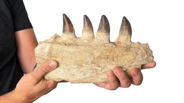 Mosasaurus - Gefossiliseerde kaak - 16 cm - 7 cm, Verzamelen