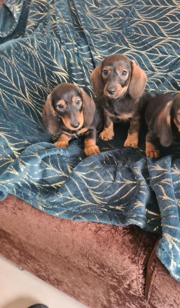 Nestje dwergteckel pups! (Nog twee reutjes), Parvo, 8 tot 15 weken, Meerdere, Nederland