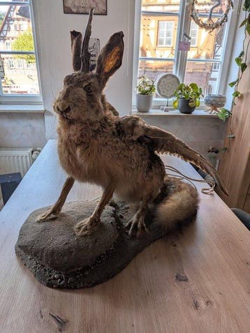 Wolpertinger - Beierse fabeldier Taxidermie volledige