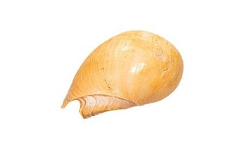 Melo melo - Grote Indiase volute / Bailer-schelp -