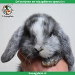 Jonge lieve Nederlandse Hangoordwerg konijnen te koop!, Meerdere dieren, Dwerg, Hangoor, 0 tot 2 jaar