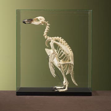Magelhaenpinguïn Skelet Taxidermie Opgezette Dieren By Max, Ophalen of Verzenden, Nieuw, Vogel, Opgezet dier