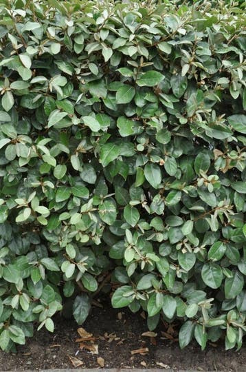 Olijfwilg Elaeagnus Ebbingei 80-100 cm - Kluit