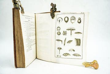 Pierre Bulliard & Louis-Claude Richard - Dictionnaire, Antiek en Kunst