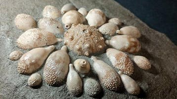 Fossiele egel - Fossiele plaatmatrix - Pseudocidaris Mammosa, Verzamelen, Mineralen en Fossielen