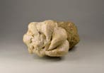 Gastropode - Gefossiliseerde schelp - Bolinus brandaris, Verzamelen