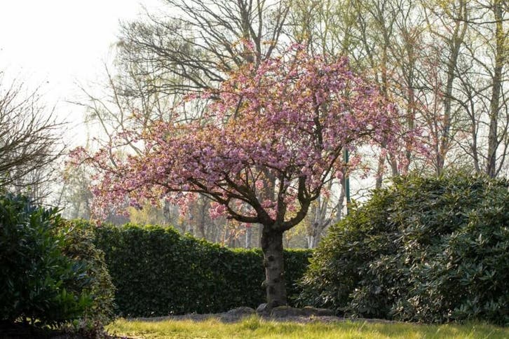 Prunus serrulata Kanzan halfstam, Tuin en Terras, Planten | Tuinplanten