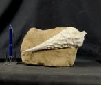 decoratieve gigantische fossiele schelp - Gefossiliseerd, Verzamelen