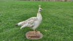 Pauw Taxidermie volledige montage - Pavo cristatus - 60 cm -, Nieuw