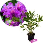 Rhododendron Marcel Menard + Pot 14cm, Verzenden