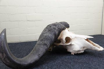 Cape Buffalo Schedel - Syncerus caffer - 28 cm - 106 cm - 63