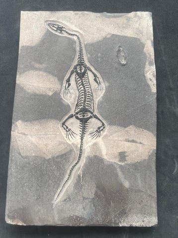 Zeereptiel - Gefossiliseerd dier - Réplique de fossile de