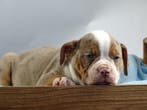 Old English Bulldog pups! | Binnenkort beschikbaar !, Parvo, Nederland, 8 tot 15 weken, Bulldog