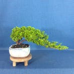 Jeneverbes bonsai (Juniperus) - Hoogte (boom): 14 cm -