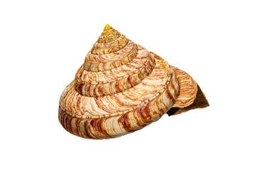 een van s werelds zeldzaamste en meest begeerde slakken!!!, Nieuw