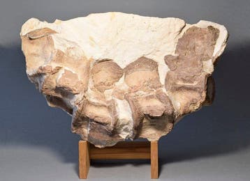Pliosaurus - Fossiel wervelbot - indeterminate Sauropterygia