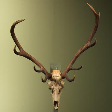 Edelhert Gewei Taxidermie Opgezette Dieren By Max, Verzamelen, Dierenverzamelingen, Ophalen of Verzenden, Nieuw, Wild dier, Opgezet dier