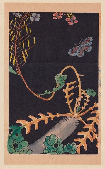 Daikon and Butterfly - Jakuchu Ito (1716–1800) - Japan -