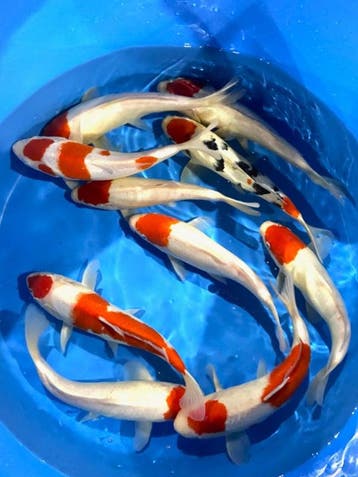 Hirasawa Marusei 29-34cm (Japanse Koi), Karper of Koi