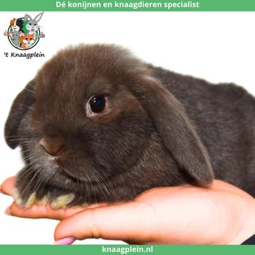 Jonge lieve Nederlandse Hangoordwerg konijnen te koop!, Dieren en Toebehoren, Meerdere dieren, Dwerg, Hangoor, 0 tot 2 jaar