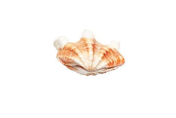 Bivalvia squamosa | Compleet schelpenpaar (2 schelpen) -, Nieuw