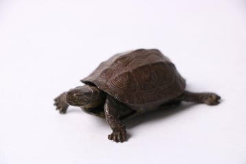 Brons - Scharnierende Schildpad-Okimono - 1900-2000 (Zonder