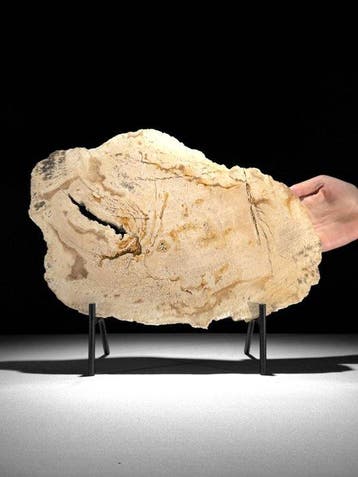 Prachtige snede van versteend hout op een op maat gemaakte, Antiek en Kunst