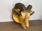 Mouflon Taxidermie hoofdmontage - Ovis orientalis - 35 cm -, Nieuw
