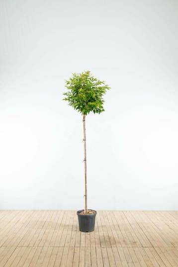 Prunus x subhirtella Autumnalis hoogstam 6/8 180cm stam, Tuin en Terras