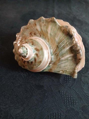 Zeeslak Zeeschelp - Turbo Marmoratus (Zonder minimumprijs), Antiek en Kunst