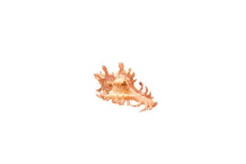 Chicoreus aculeatus Beige/Roze | Stekelmurex - Top GEM