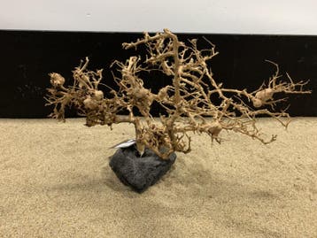 Osaka Bonsai Tree nr 12 - 45x30x30cm - aquascaping boom, Ophalen of Verzenden, Nieuw, Plant(en), Steen of Hout