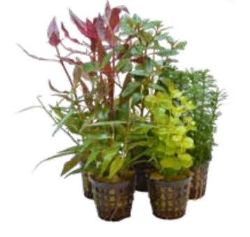 Aquariumplanten Mix 5 Potten, Ophalen of Verzenden, Nieuw, Plant(en), Steen of Hout