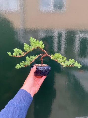 Jeneverbes bonsai (Juniperus) - Hoogte (boom): 15 cm -
