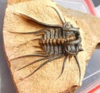 Trilobiet - Gefossiliseerd dier - Dicranurus monstrosus &