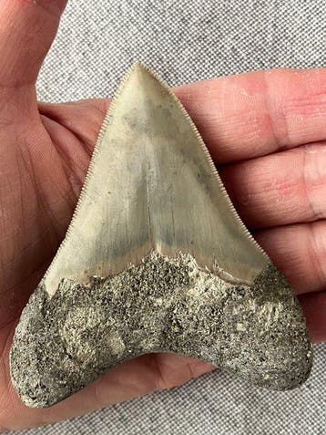 Megalodon-tand 9,1 cm - Fossiele tand - Carcharocles